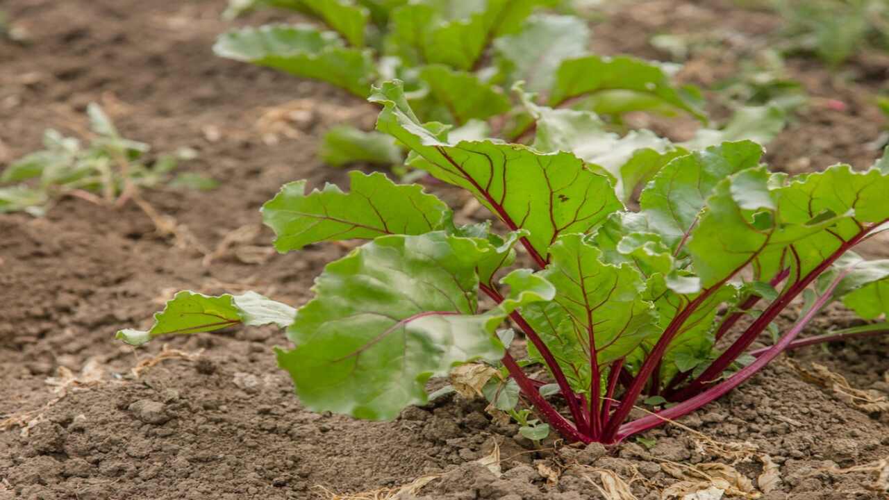 Troubleshooting Common Issues In Greenhouse Beet Cultivation