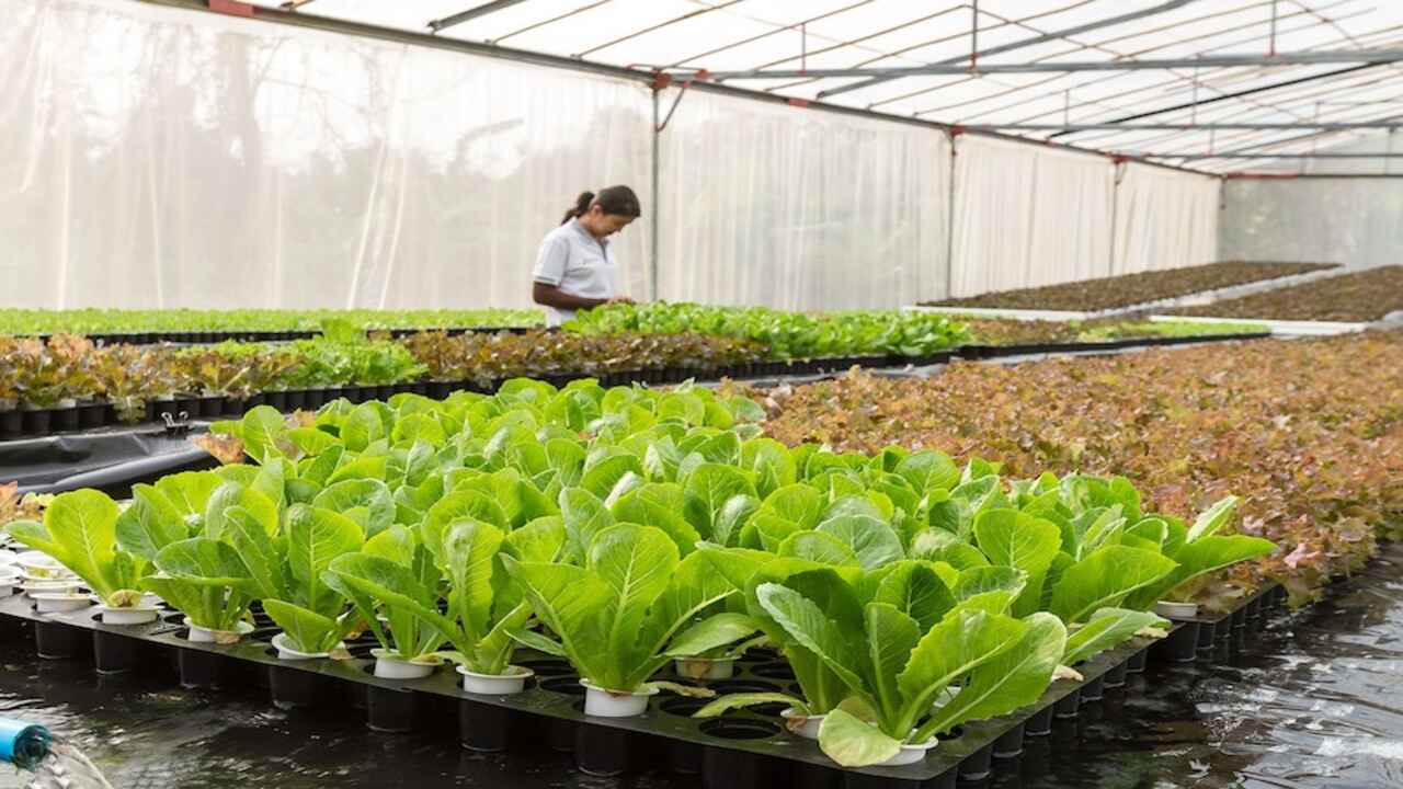 Troubleshooting Common Issues In Greenhouse Lettuce Production