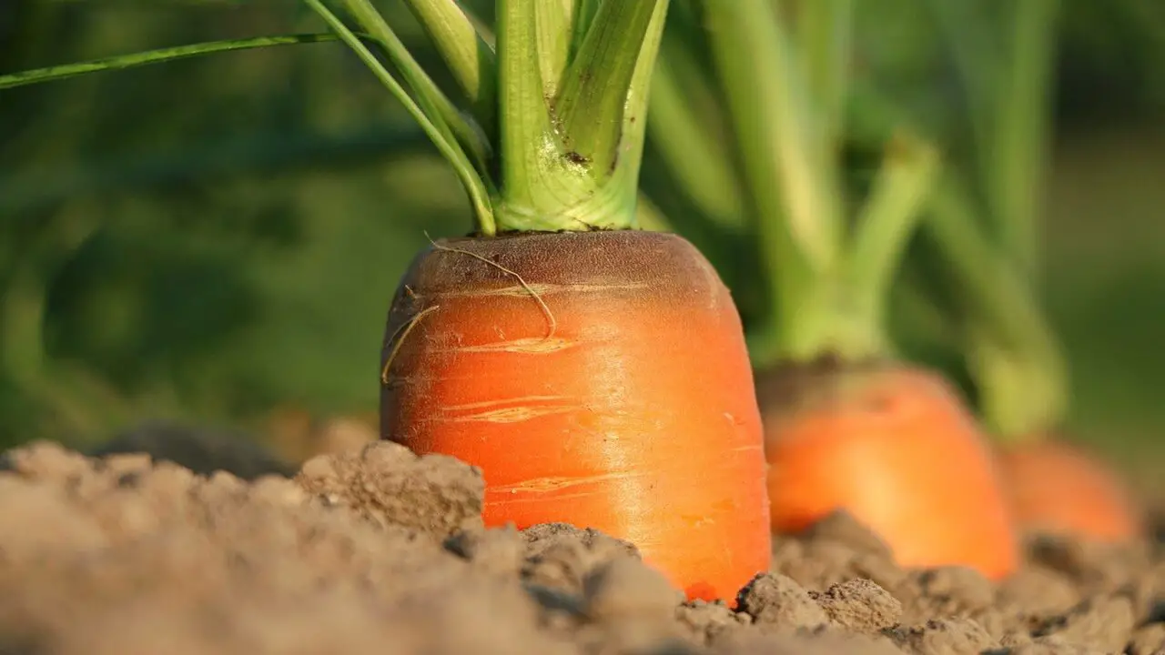 Troubleshooting Common Issues In Growing Carrots In Containers