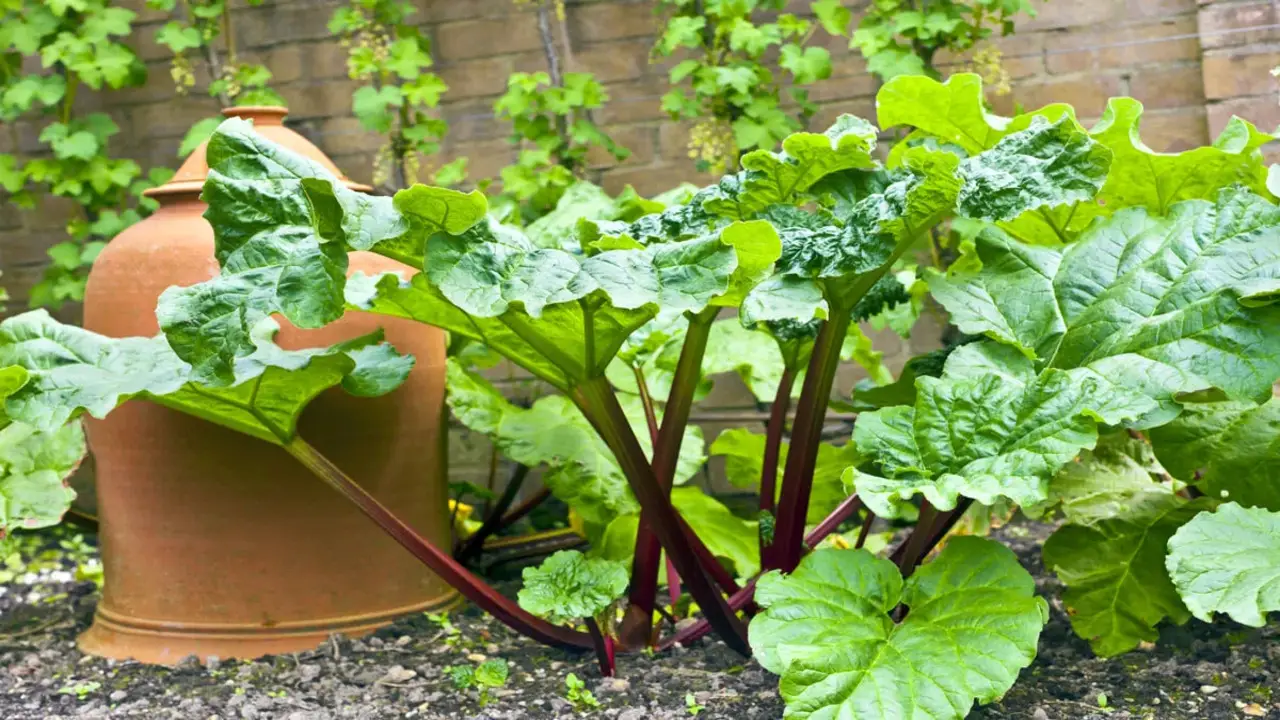 Troubleshooting Common Issues In Rhubarb Companion Planting