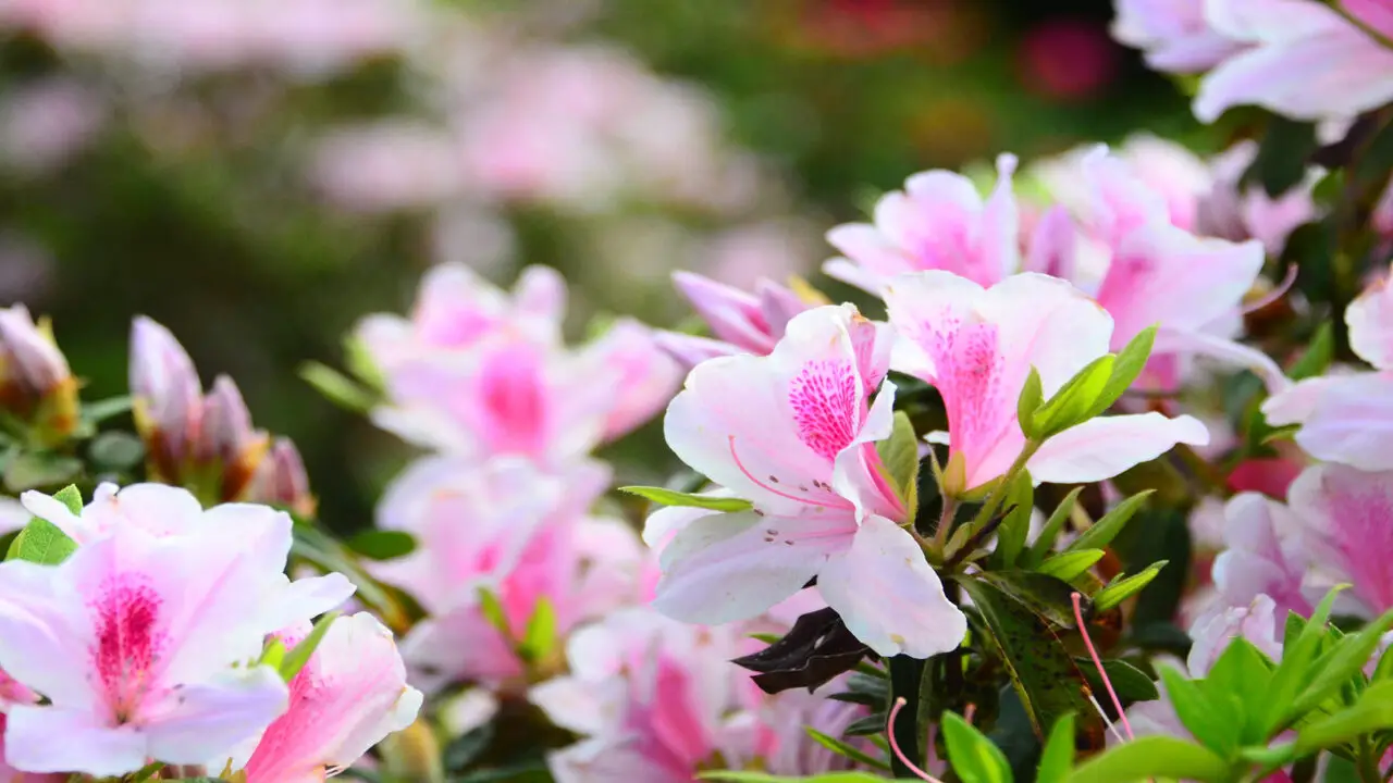 Troubleshooting Common Issues With Azaleas In Pots