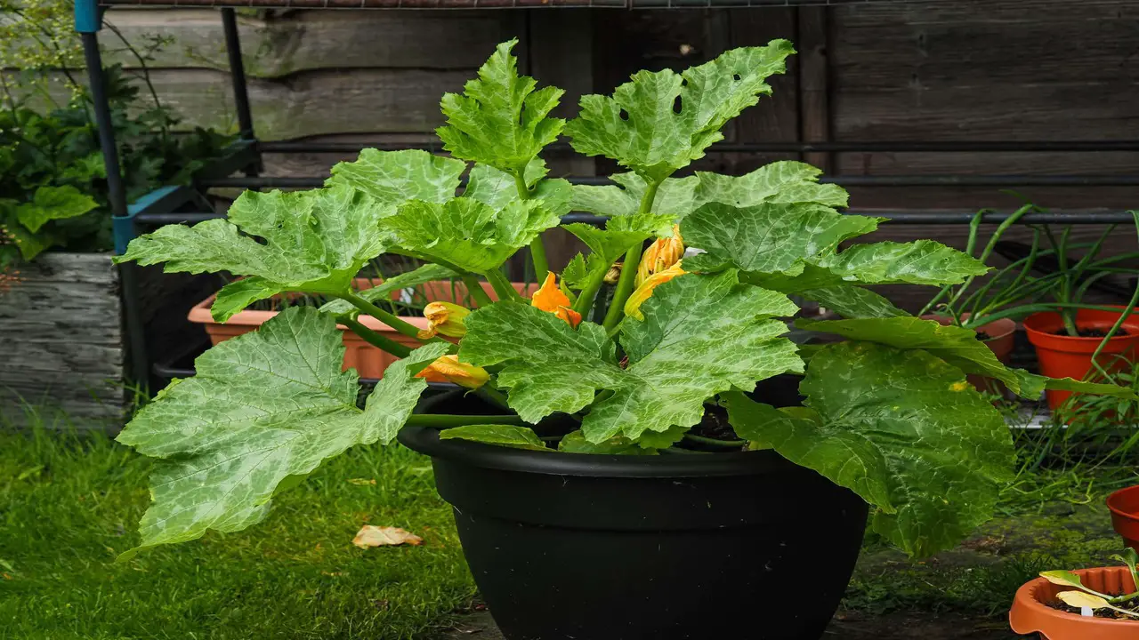 Troubleshooting Common Issues With Container-Grown Zucchini
