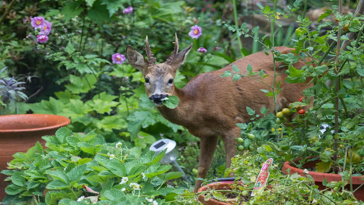 Troubleshooting Common Issues With Deer Resistant Perennials