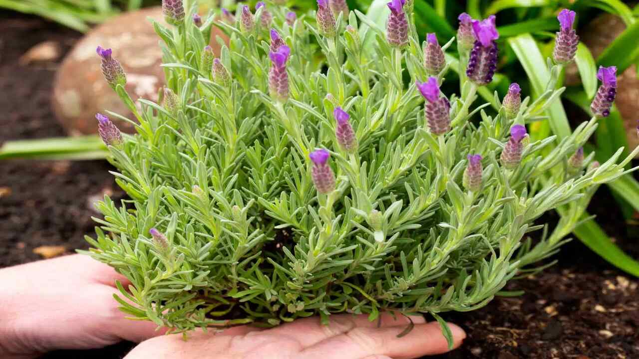 Troubleshooting Common Issues With Growing Lavender In Pots