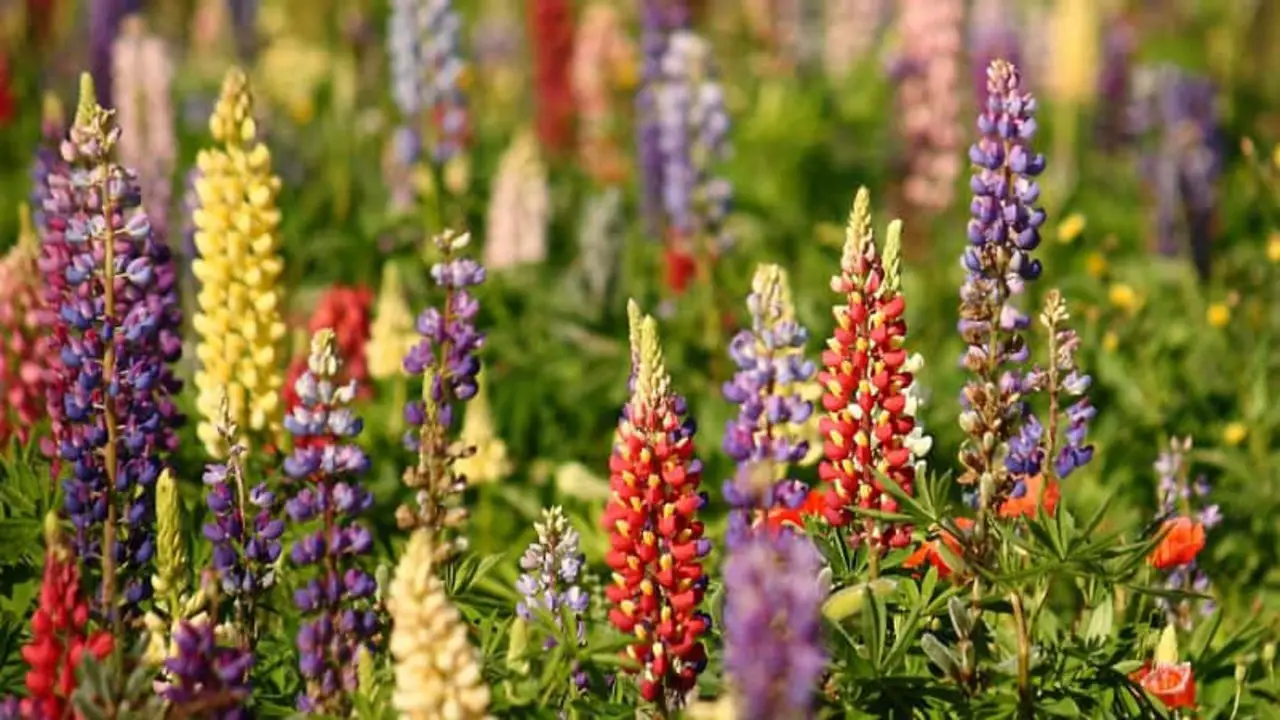 Troubleshooting Common Problems In Growing Lupins