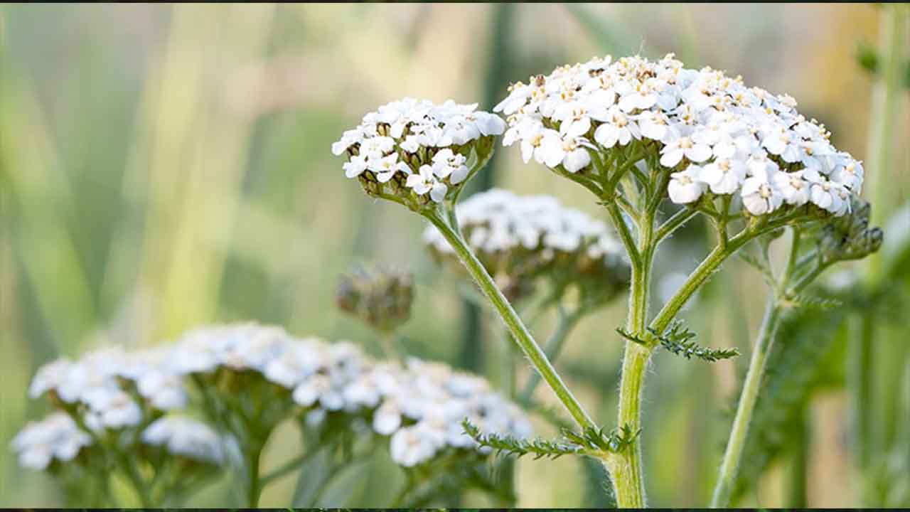Troubleshooting Common Yarrow Growing Problems
