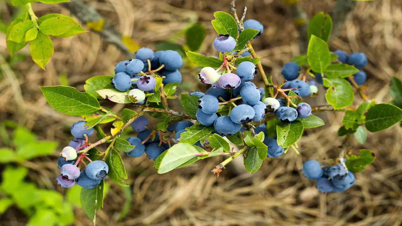 Troubleshooting Common Issues When Growing Blueberries In Containers