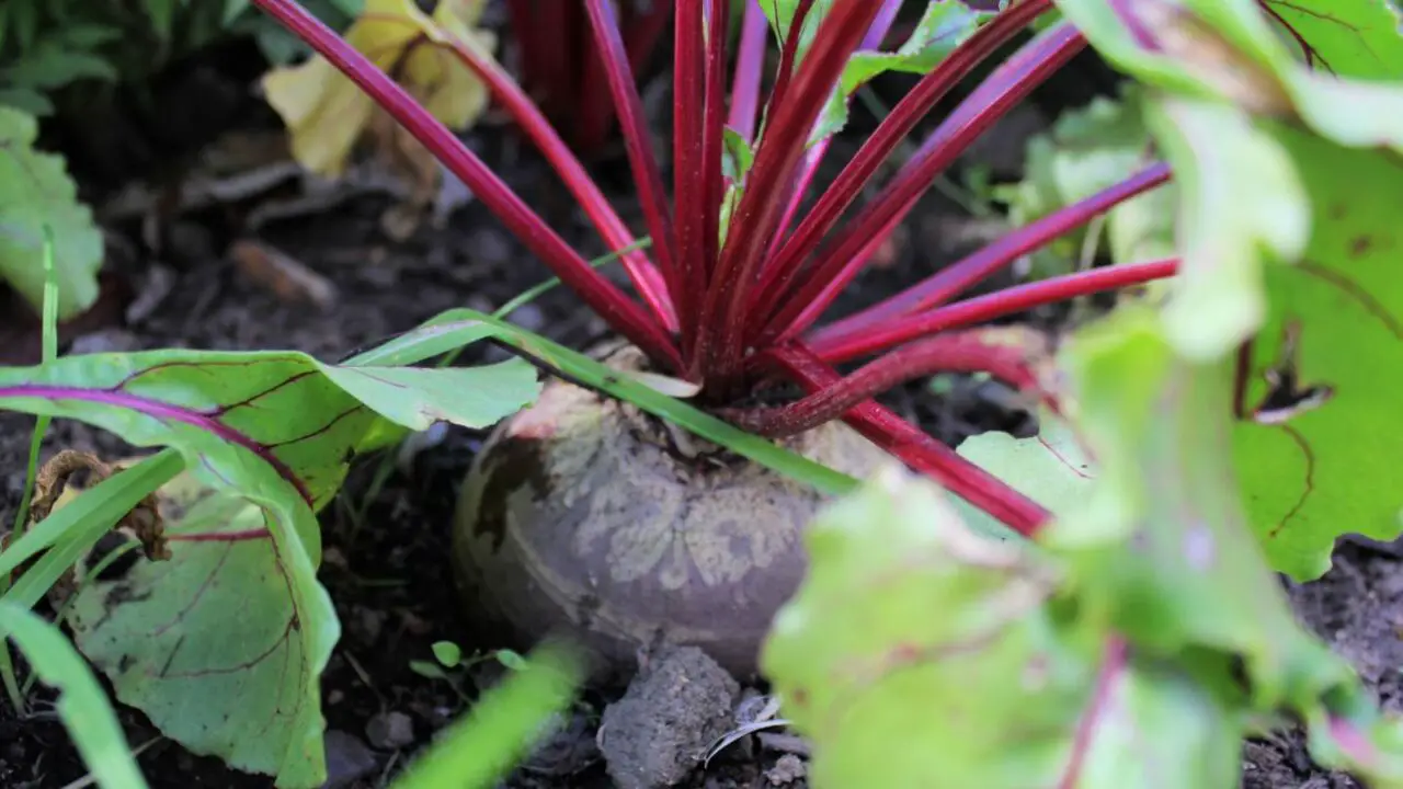Try Growing Beets In Pots Yourself