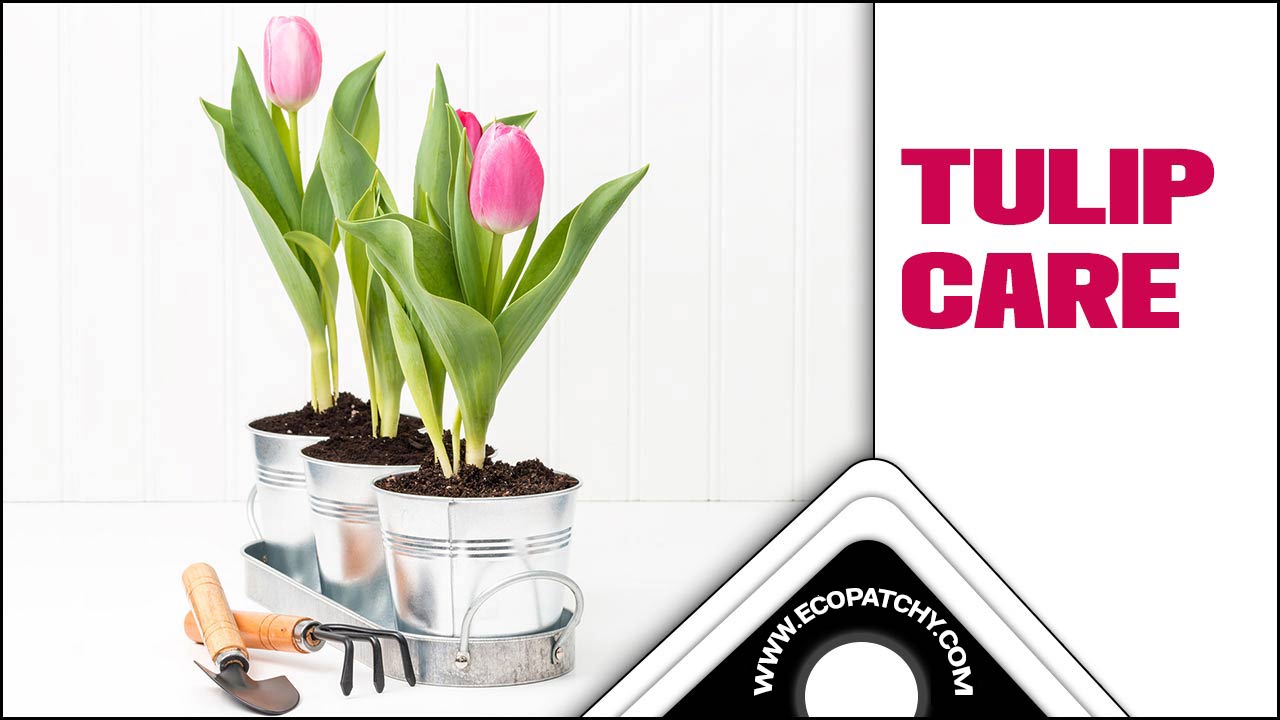 Tulip Care