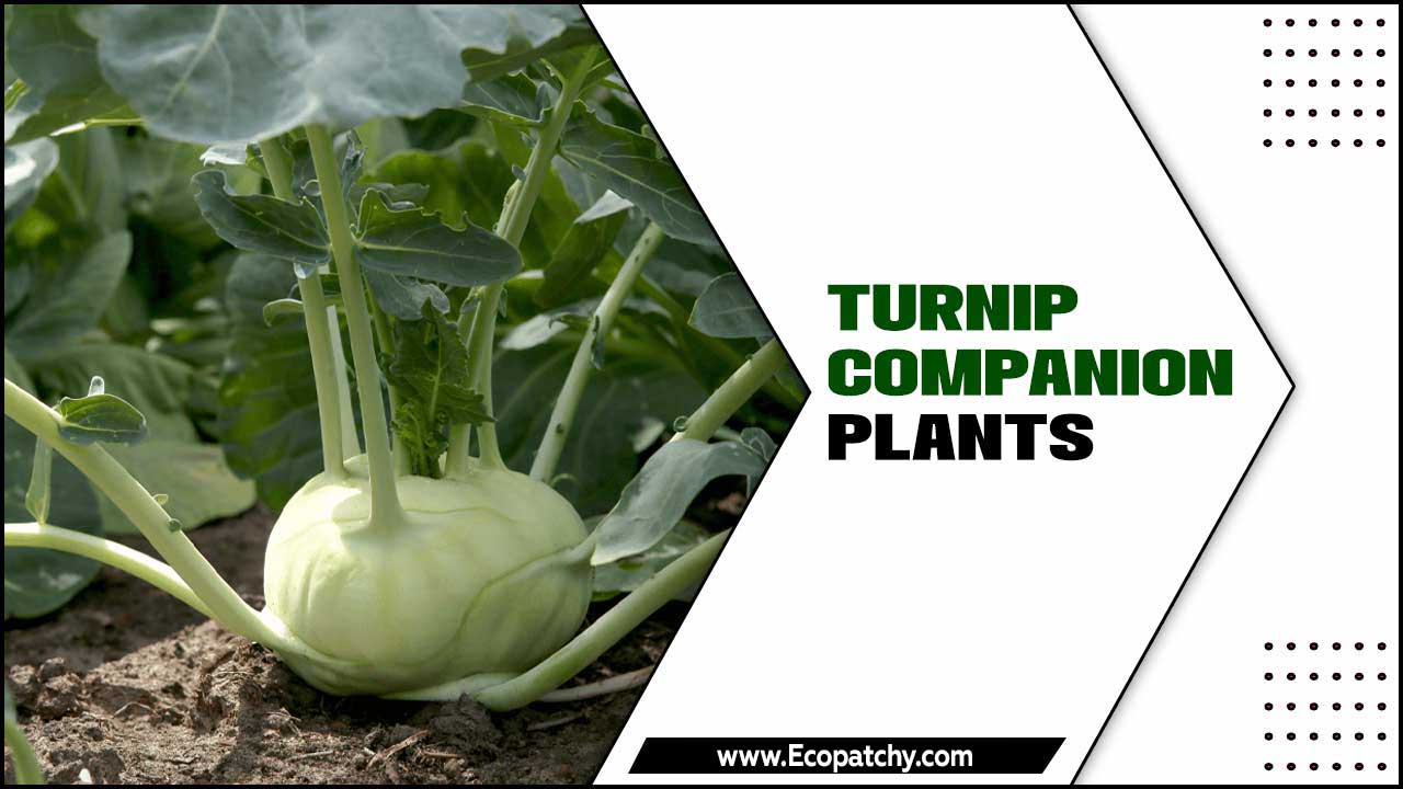 Turnip Companion Plants