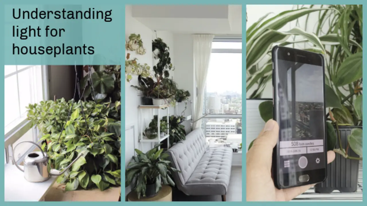 Understanding Light Requirements For Indoor Plants