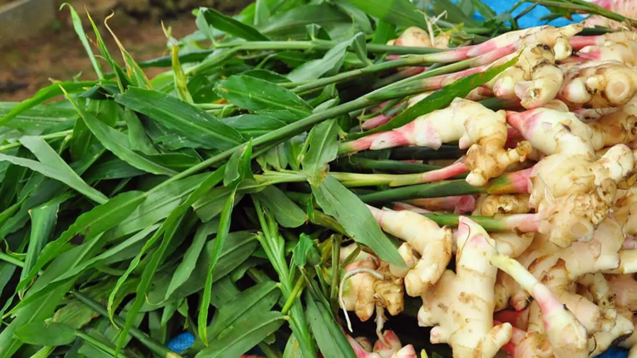 Understanding The Growing Conditions For Ginger