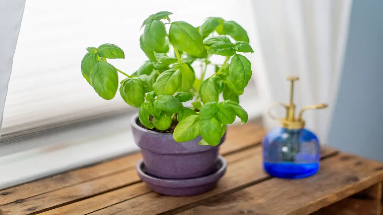 Understanding The Growing Requirements Of Basil