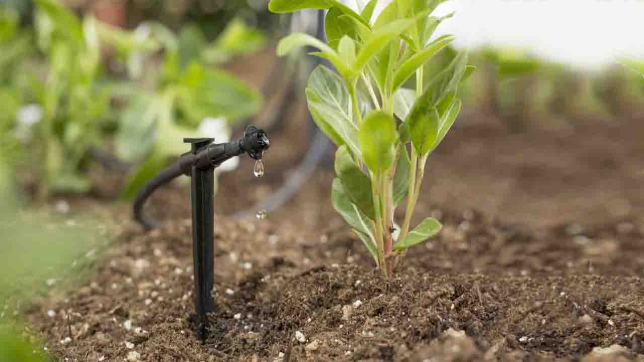 Use Drip Irrigation For Watering