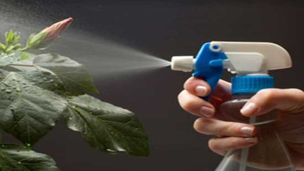 Use Insecticidal Soap