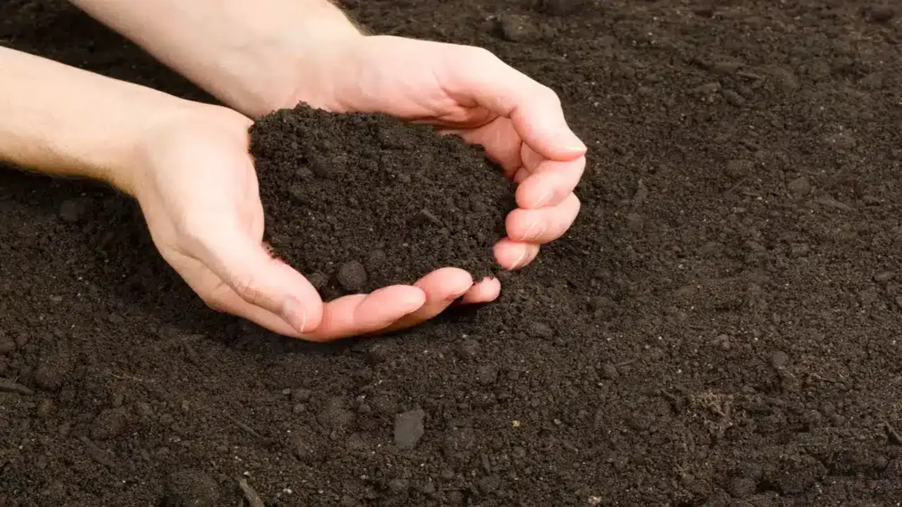 Use Nutrient-Rich Soil