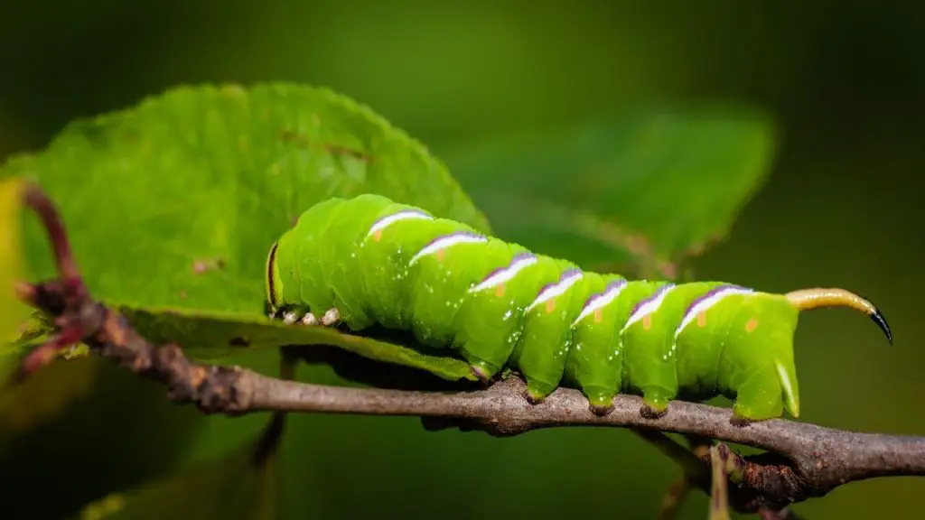 How To Get Rid Of Caterpillars In A Greenhouse - Expert Precision