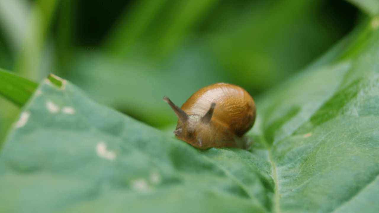 Using Physical Obstacles To Deter Slugs And Snails