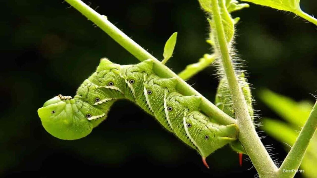 Utilizing Integrated Pest Management (IPM) Strategies For Caterpillar Control