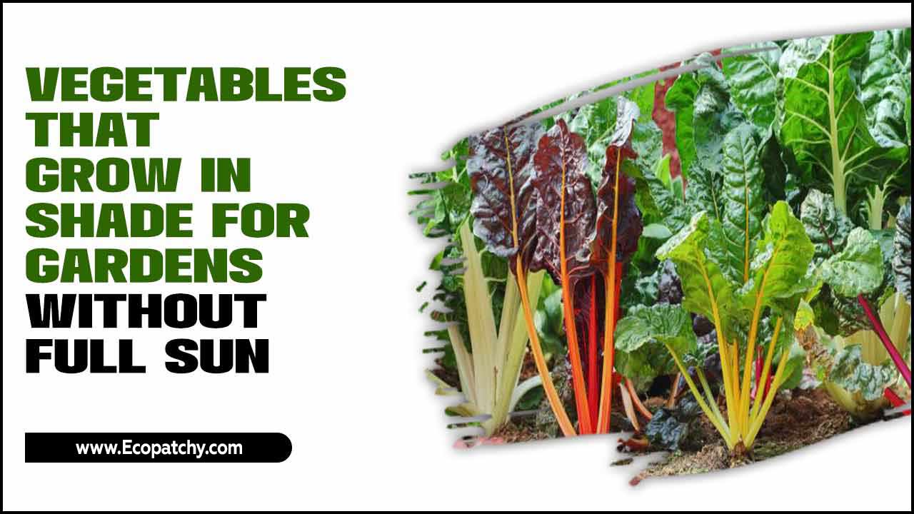 Vegetables That Grow In Shade For Gardens Without Full Sun