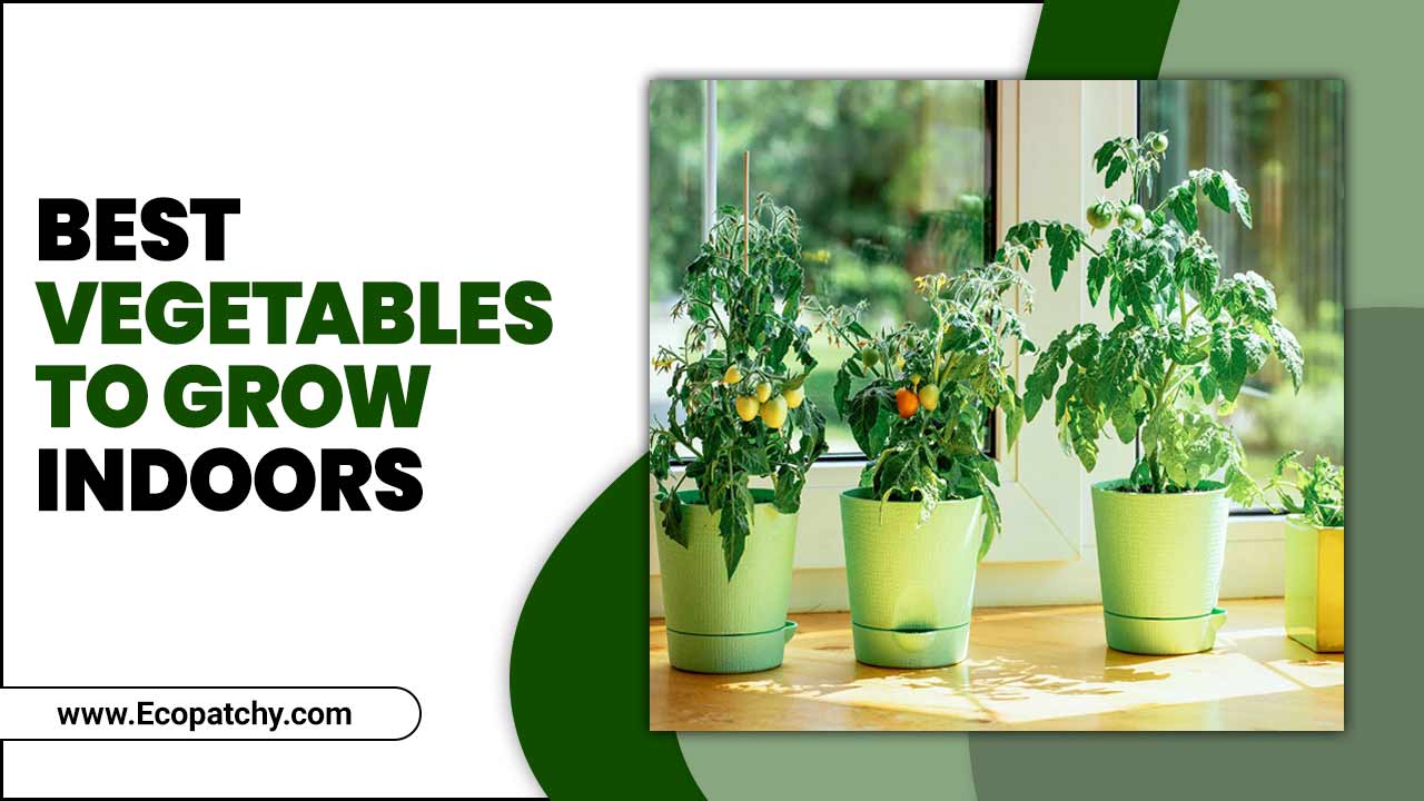 Vegetables To Grow Indoors