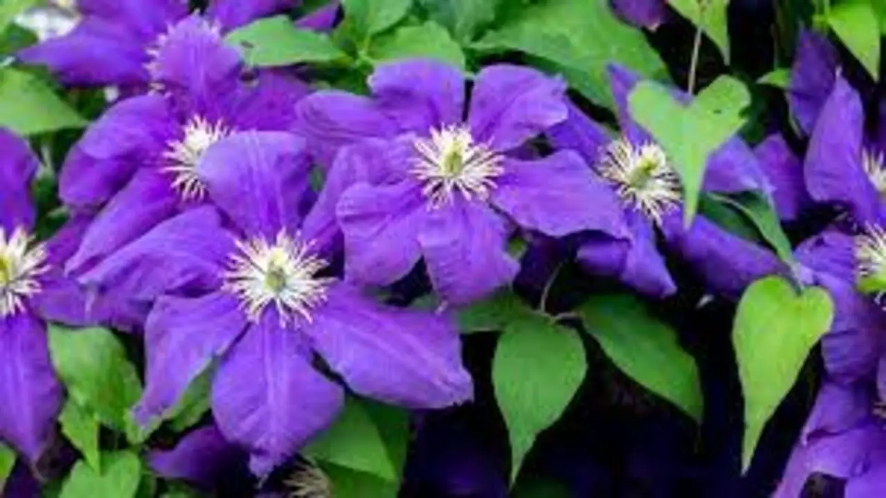 Water, Fertilize & Prune For Healthy Clematis