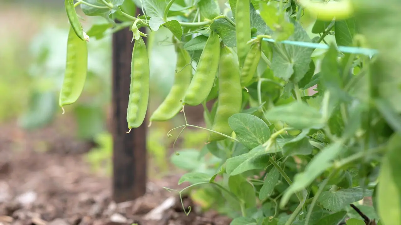 Watering And Irrigation Tips For Container-Grown Peas