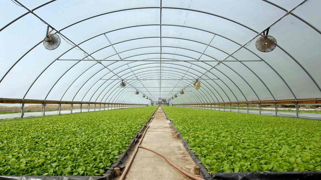 Weather Protection For Greenhouse Plants