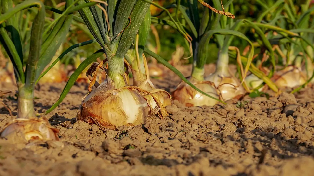 What Are Some Advantages Of Growing Onions In Pots