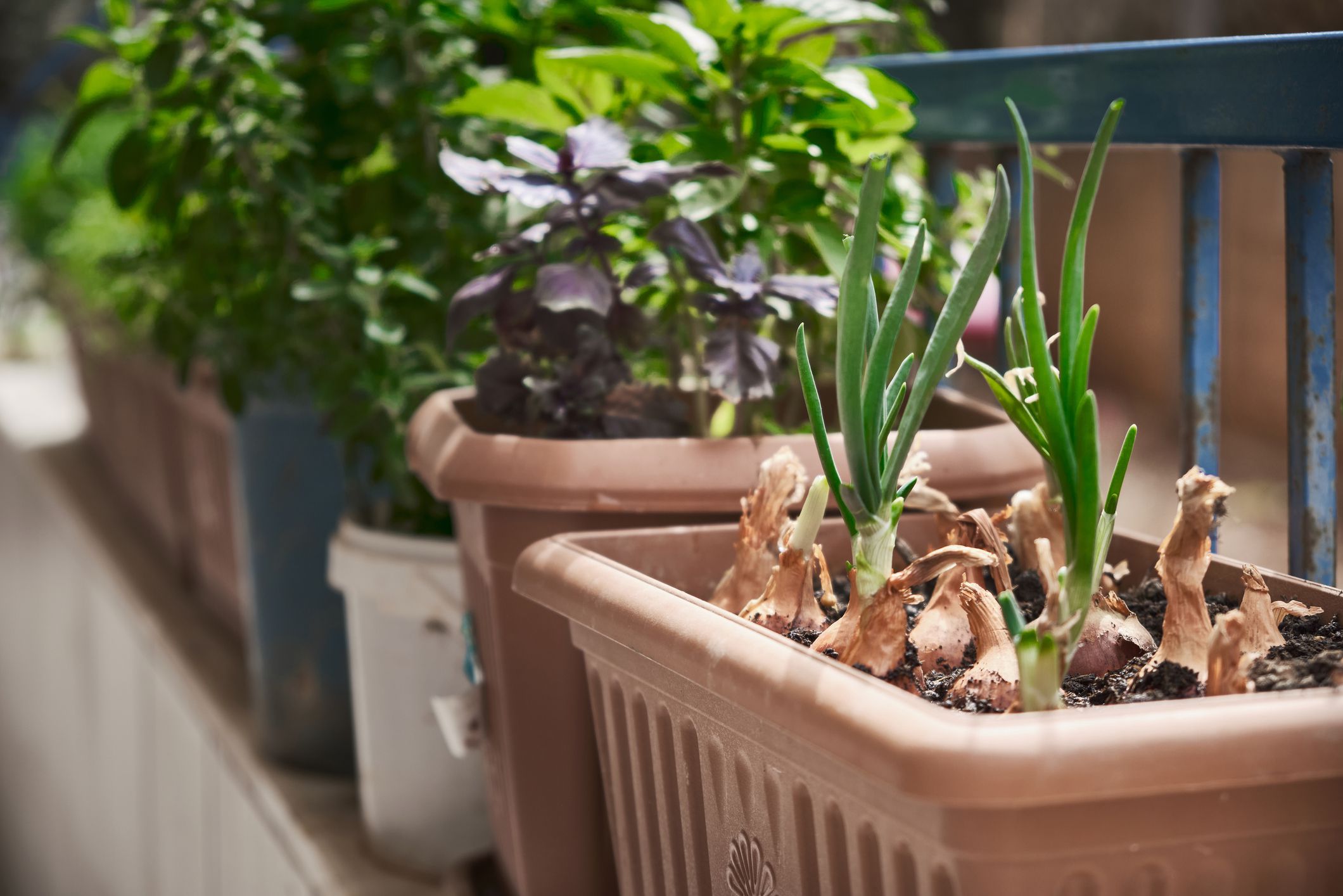 What Are Some Good Varieties Of Onions For Growing In Pots