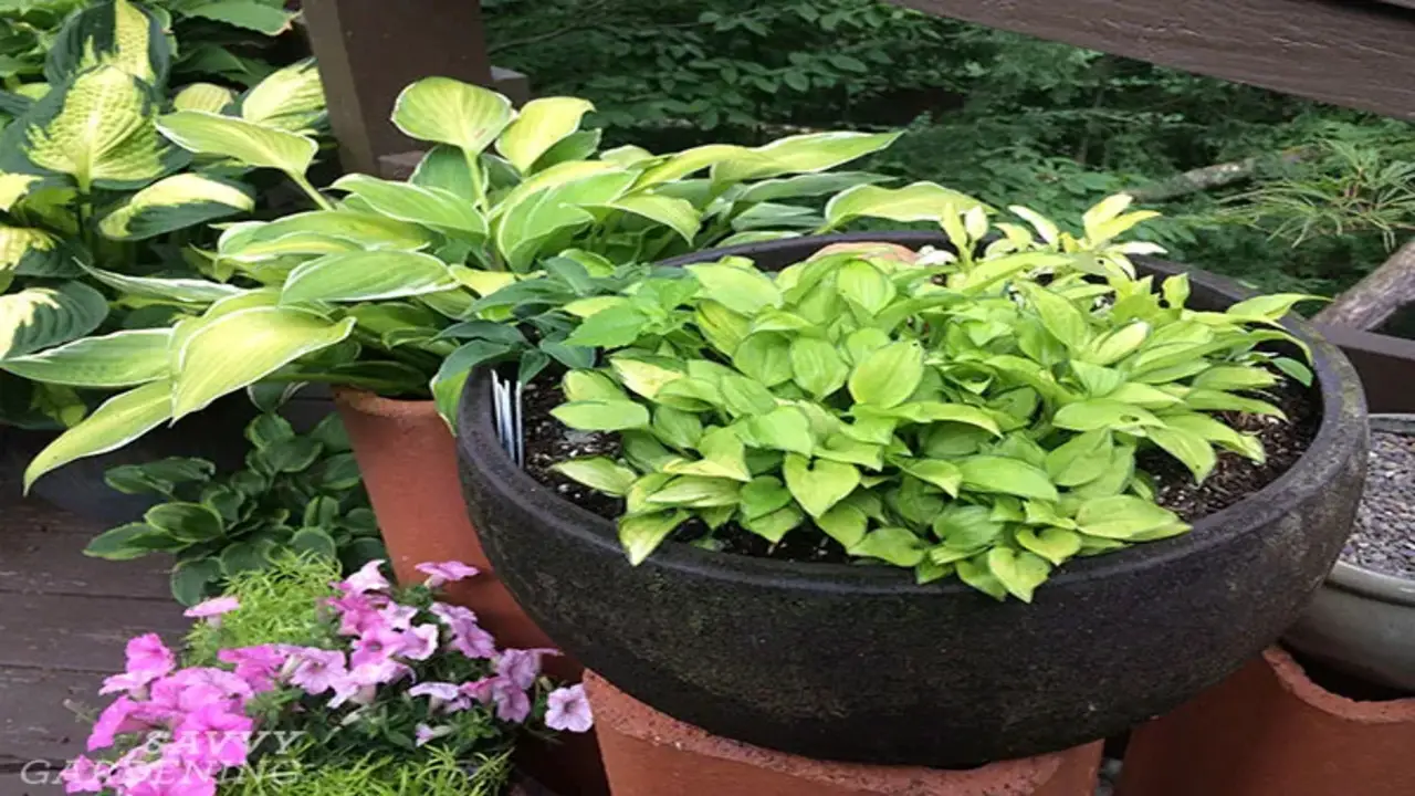 What Are Some Hostas Suitable To Grow In Containers