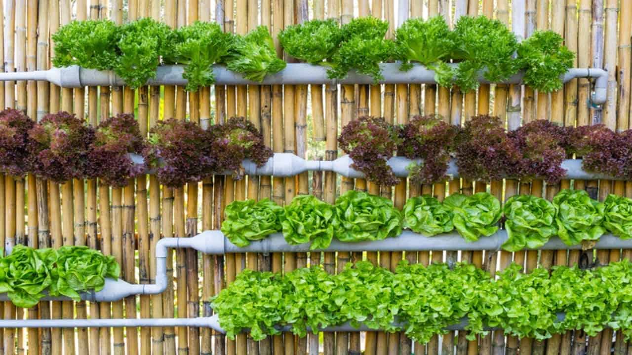 What Are The Benefits Of A Vertical Garden