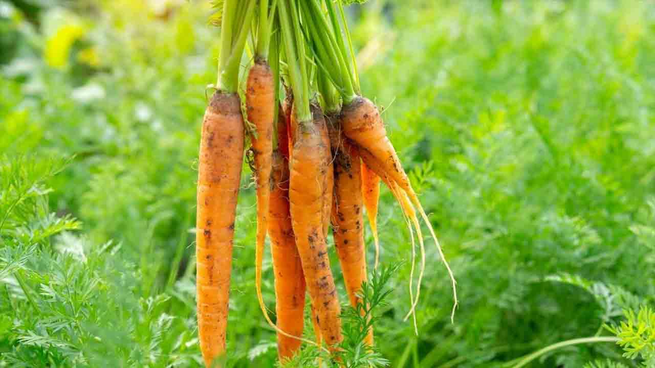 What Are The Benefits Of Carrot Companion Plants