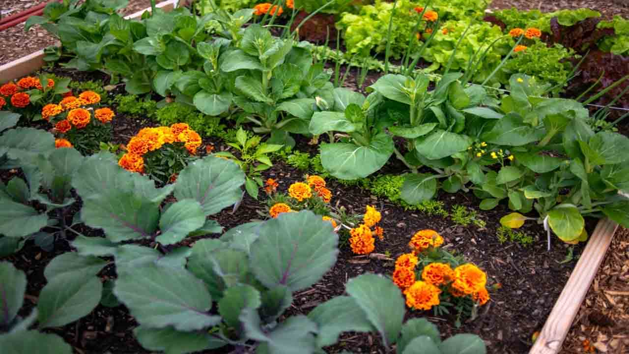 What Are The Benefits Of Companion Planting