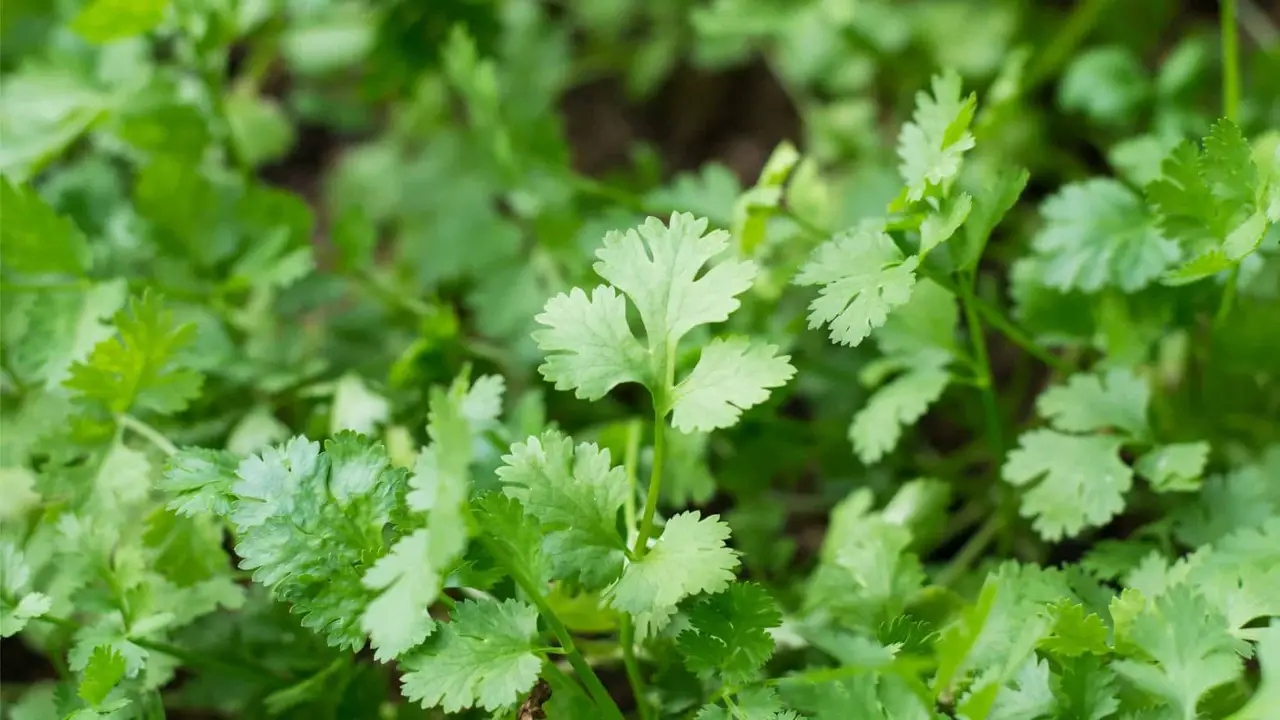 What Are The Benefits Of Growing Cilantro
