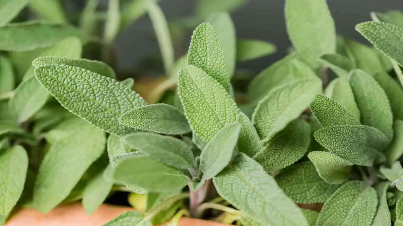 What Are The Benefits Of Growing Sage Plants