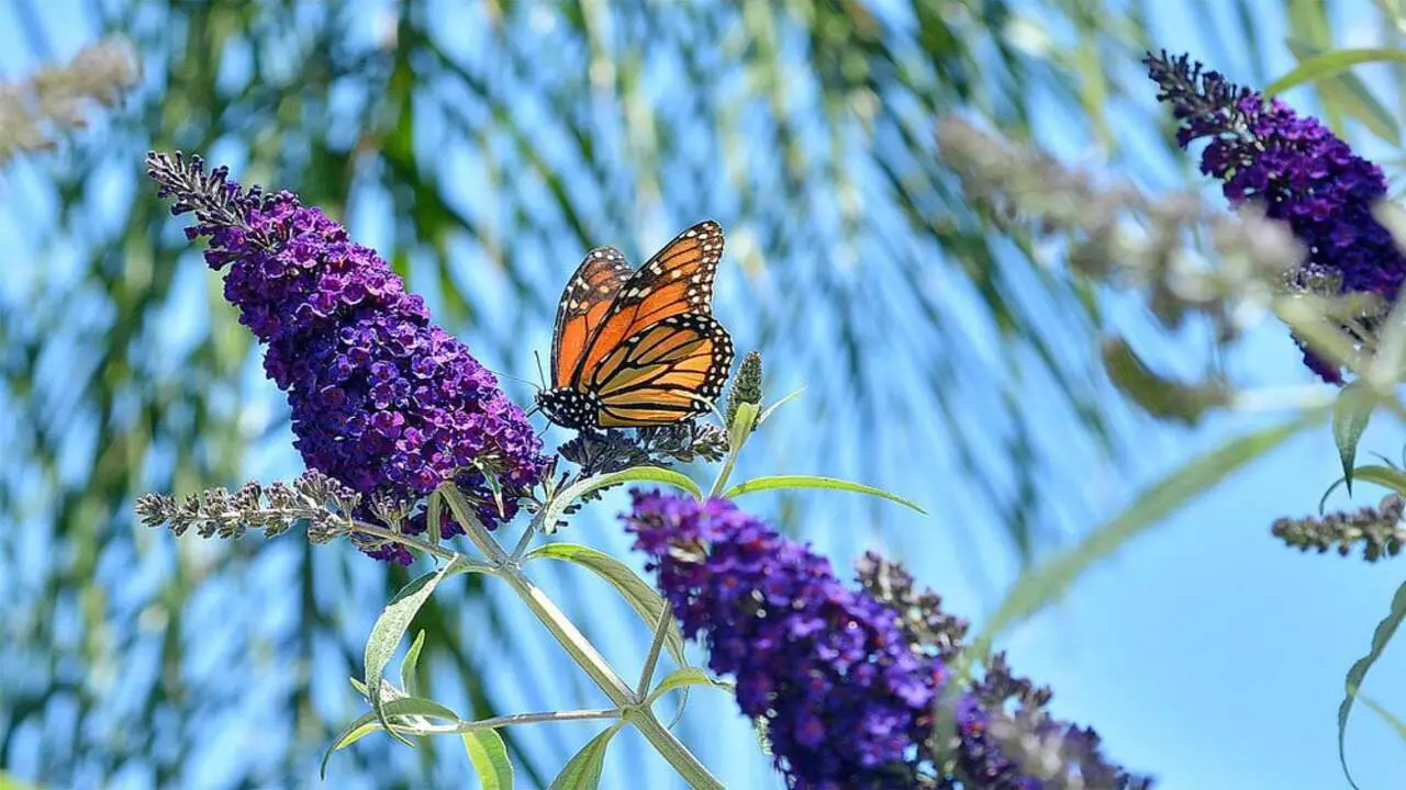 What Are The Common Problems Encountered While Growing Butterfly Bushes
