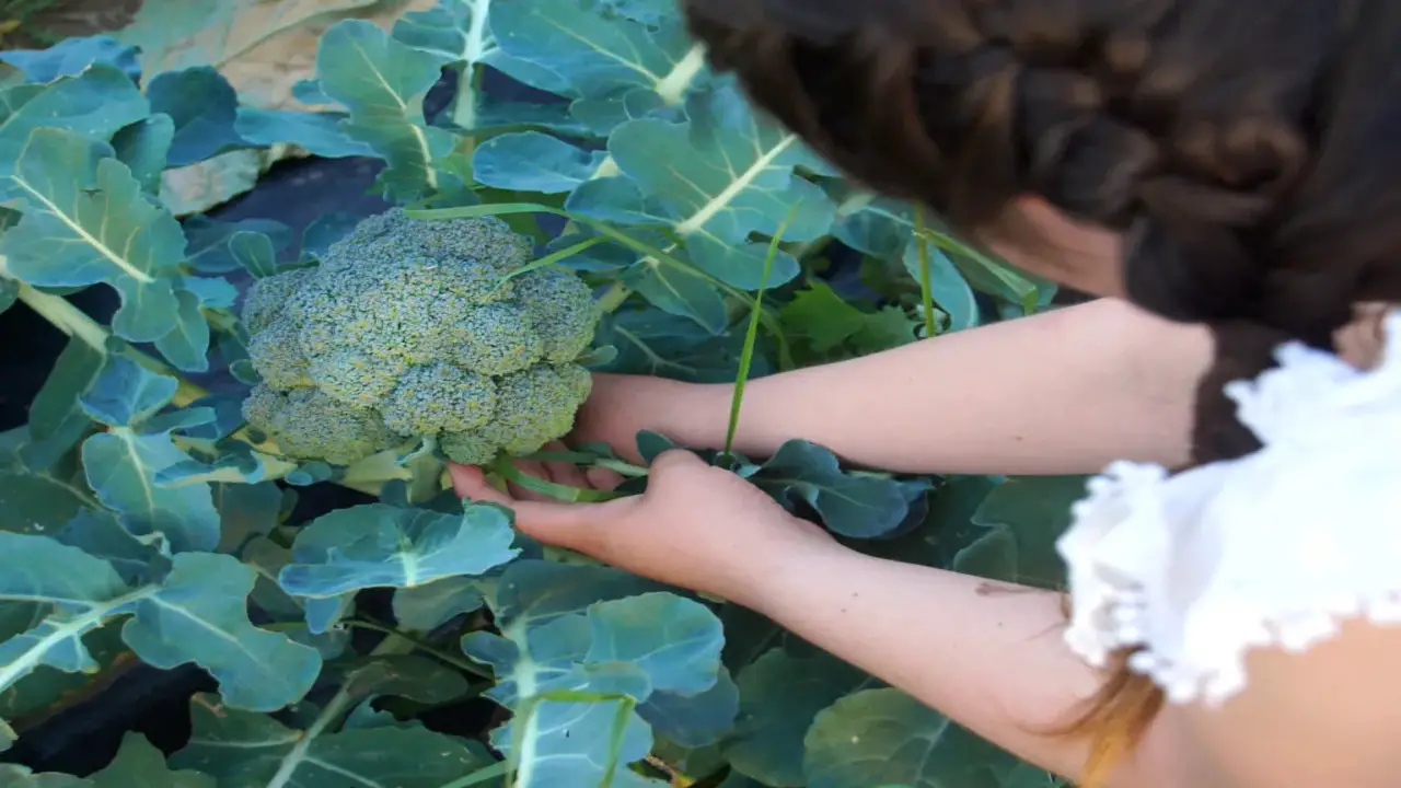 What Are The Risks Associated With Harvesting Broccoli Too Early