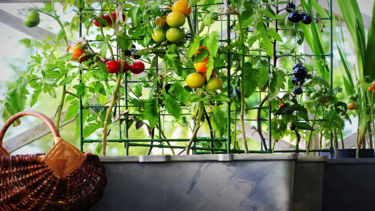 What Are Vertical Vegetable Gardens