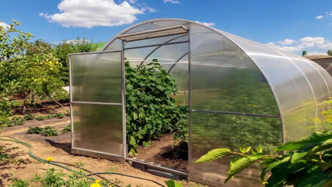 What Direction Should A Greenhouse Face - 4 Best Ideal