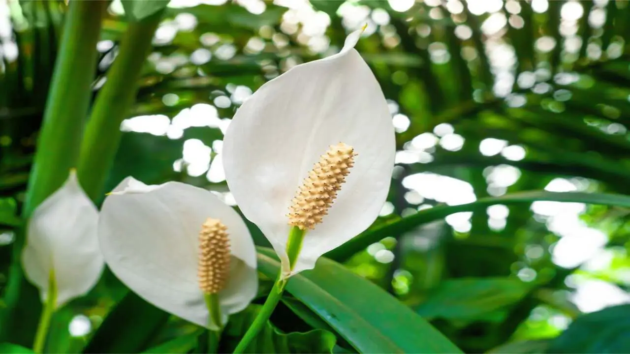 What Is A Peace Lily