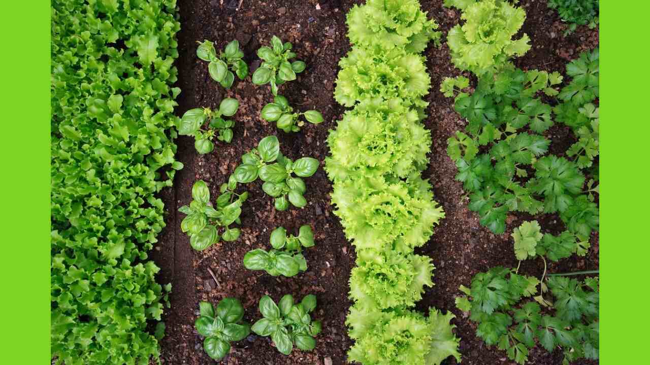 What Is Companion Planting