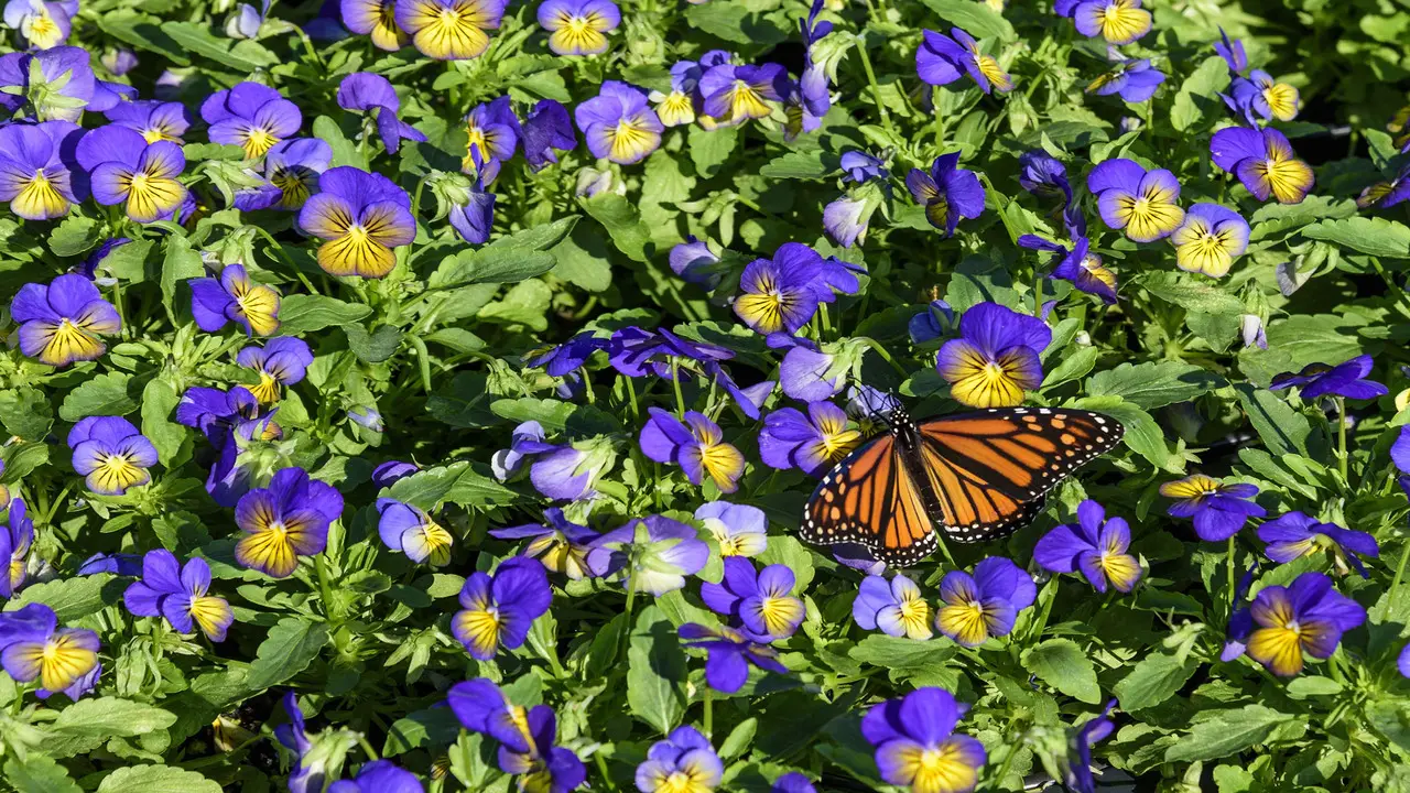 What Makes A Butterfly Garden Different From Other Gardens