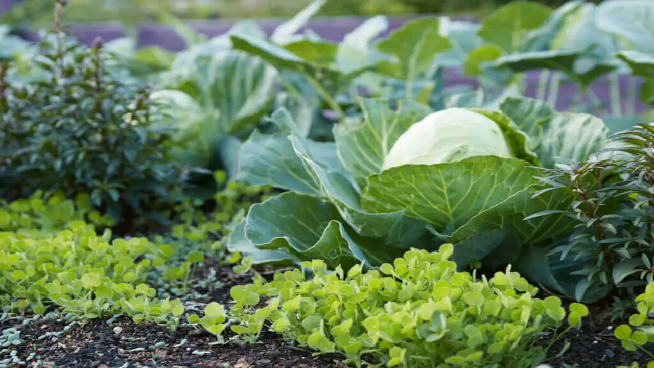 What Makes Certain Plants Unsuitable Companions For Kale
