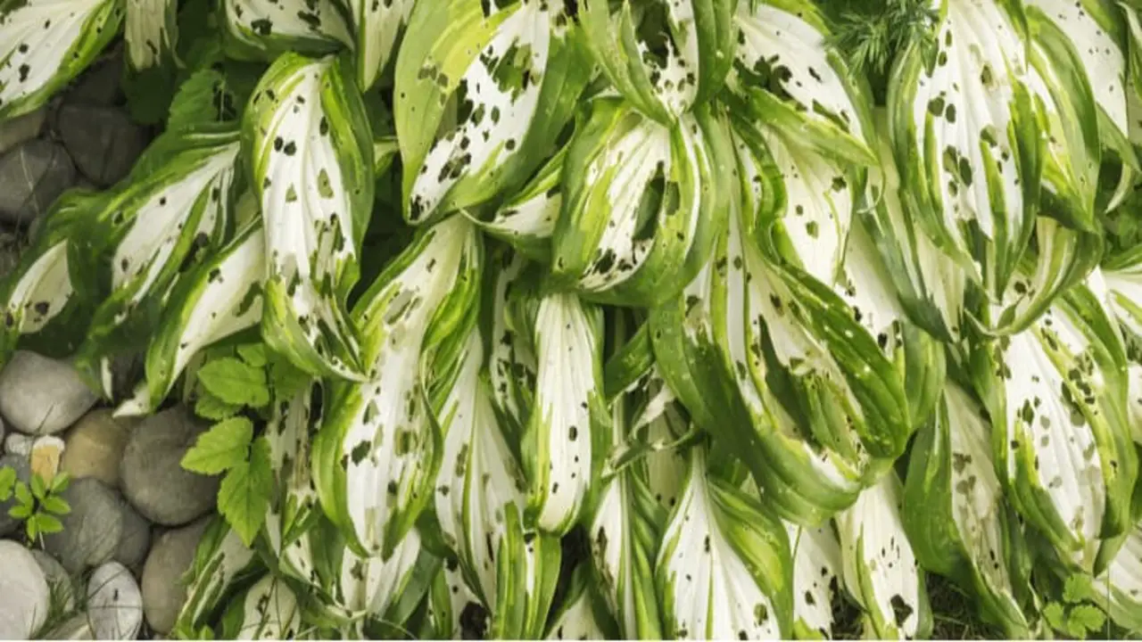What Pests And Diseases Do Hostas Have
