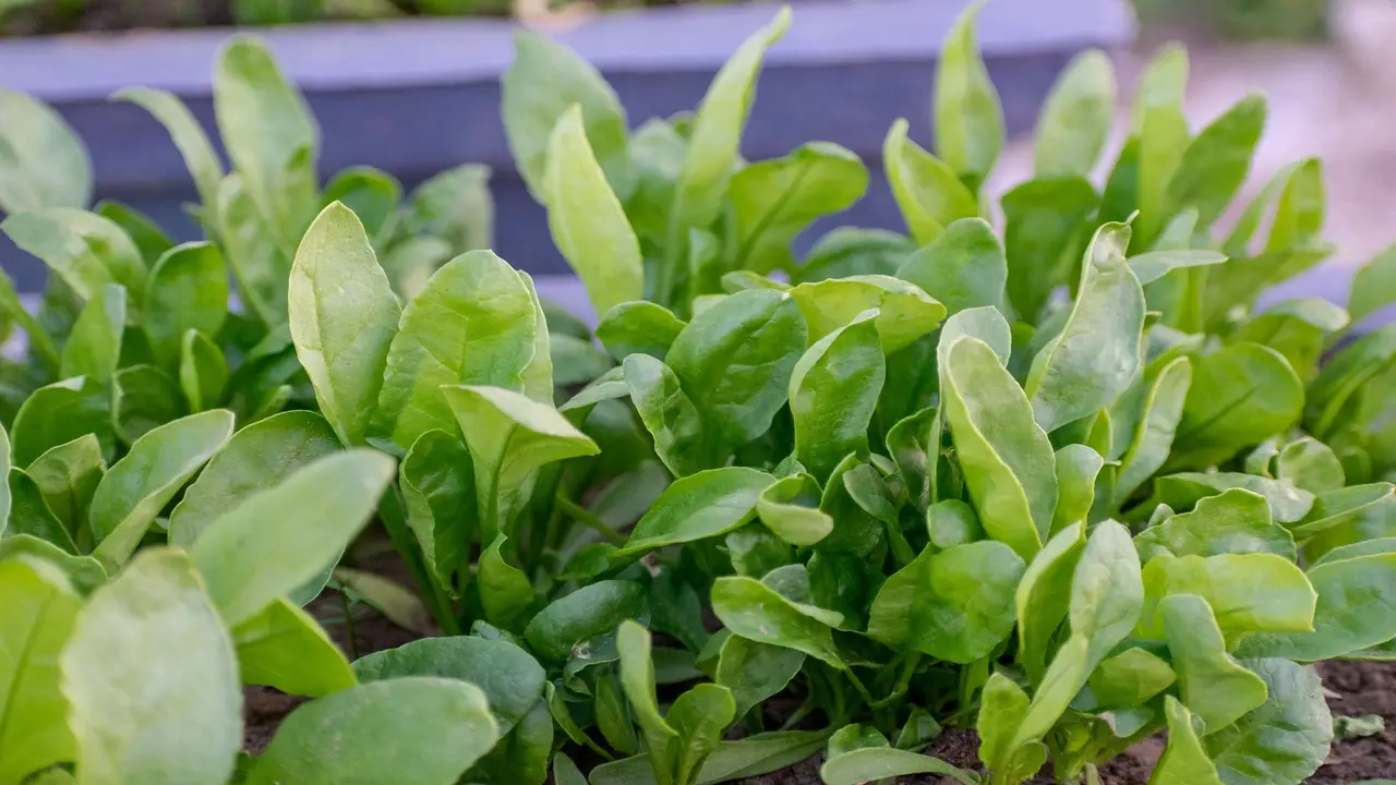 What Plants Should You Avoid Planting Next To Spinach