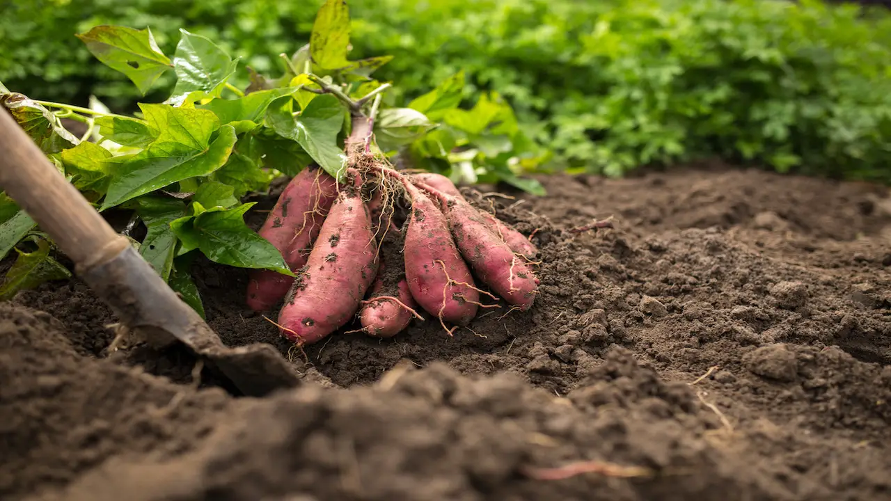 What To Avoid When Selecting Sweet Potato Companion Plants