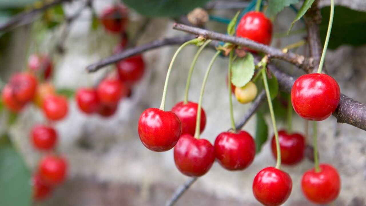 What Type Of Greenhouse Is Best For Growing Cherries