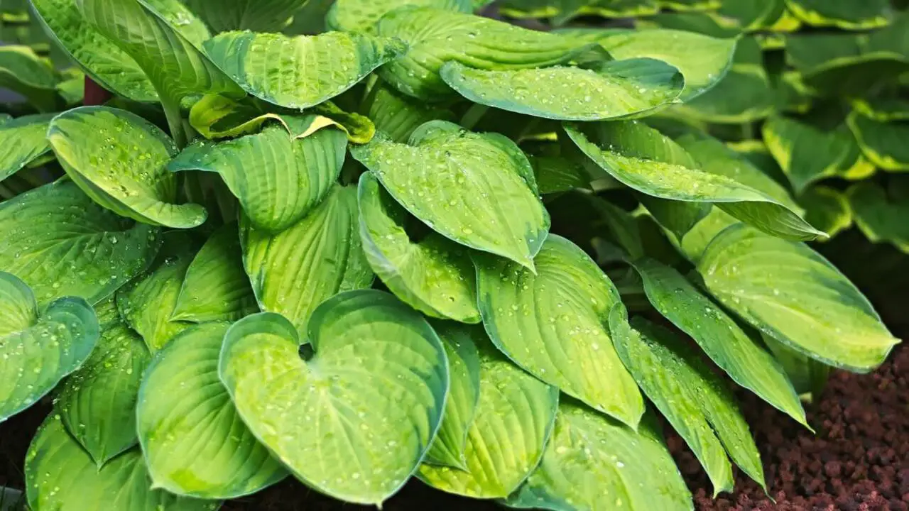 What Type Of Light Should I Have For My Hosta