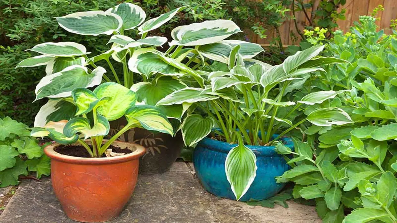 What Type Of Pot Should I Use To Grow My Hosta